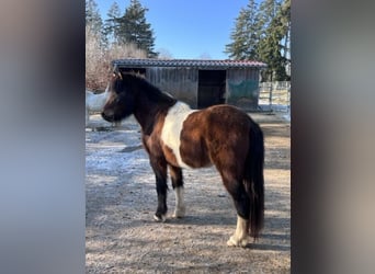Islandpferd, Stute, 5 Jahre, 145 cm, Schecke