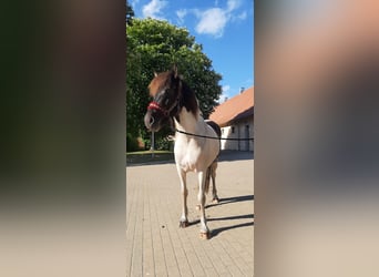 Islandpferd, Stute, 5 Jahre, 145 cm, Schecke