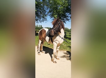 Islandpferd, Stute, 5 Jahre, 145 cm, Schecke