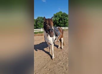 Islandpferd, Stute, 5 Jahre, 145 cm, Schecke