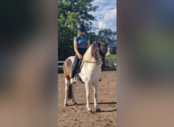 Islandpferd, Stute, 5 Jahre, 145 cm, Schecke