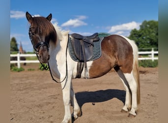 Islandpferd, Stute, 5 Jahre, 145 cm, Schecke