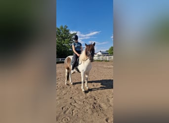 Islandpferd, Stute, 5 Jahre, 145 cm, Schecke