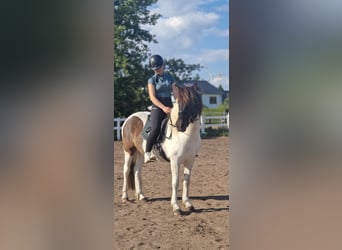 Islandpferd, Stute, 5 Jahre, 145 cm, Schecke