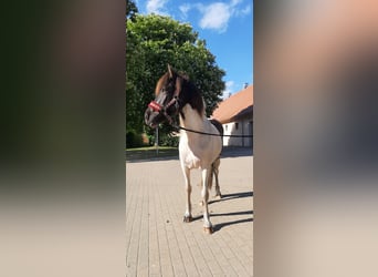 Islandpferd, Stute, 5 Jahre, 145 cm, Schecke