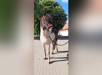 Islandpferd, Stute, 5 Jahre, 145 cm, Schecke