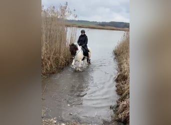 Islandpferd, Stute, 5 Jahre, 145 cm, Schecke