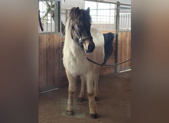 Islandpferd, Stute, 5 Jahre, 145 cm, Schecke
