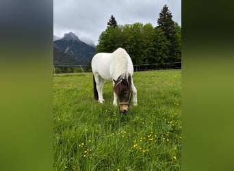 Islandpferd, Stute, 5 Jahre, 145 cm, Schecke