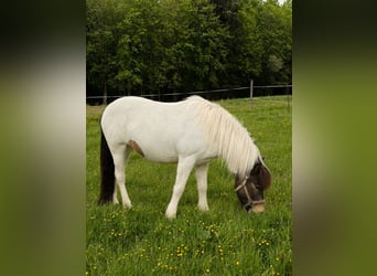 Islandpferd, Stute, 5 Jahre, 145 cm, Schecke