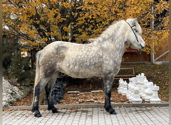 Islandpferd, Stute, 5 Jahre, 146 cm, Kann Schimmel werden