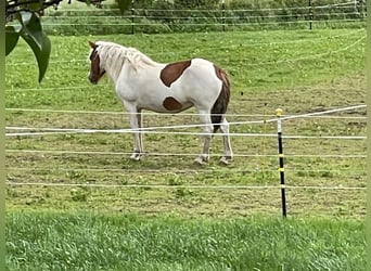 Islandpferd, Stute, 5 Jahre, 150 cm, Tobiano-alle-Farben