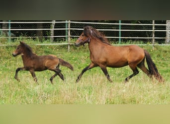 Islandpferd, Stute, 5 Jahre, Brauner