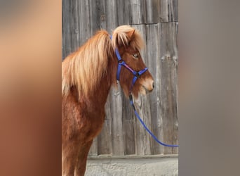 Islandpferd, Stute, 5 Jahre, Fuchs