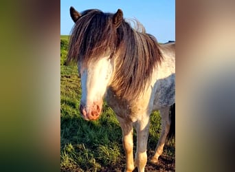 Islandpferd, Stute, 5 Jahre, Fuchs