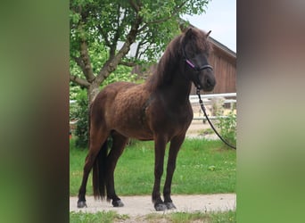 Islandpferd, Stute, 5 Jahre, Rappe