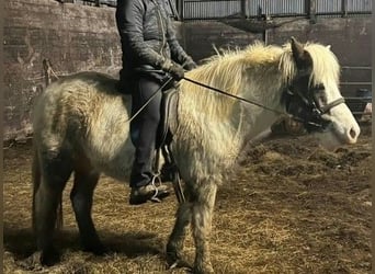 Islandpferd, Stute, 5 Jahre, Schecke