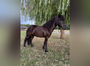 Islandpferd, Stute, 6 Jahre, 130 cm, Rappe