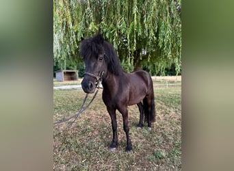 Islandpferd, Stute, 6 Jahre, 130 cm, Rappe