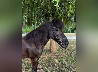 Islandpferd, Stute, 6 Jahre, 130 cm, Rappe