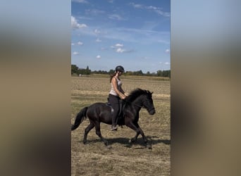 Islandpferd, Stute, 6 Jahre, 130 cm, Rappe