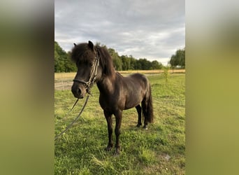Islandpferd, Stute, 6 Jahre, 130 cm, Rappe