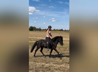 Islandpferd, Stute, 6 Jahre, 130 cm, Rappe