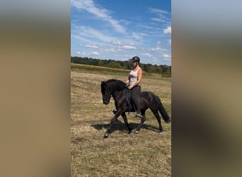 Islandpferd, Stute, 6 Jahre, 130 cm, Rappe