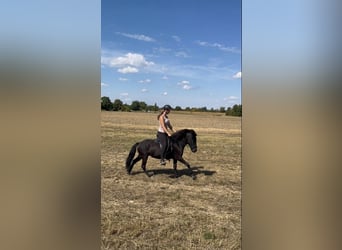 Islandpferd, Stute, 6 Jahre, 130 cm, Rappe