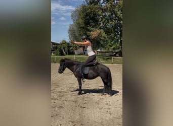 Islandpferd, Stute, 6 Jahre, 130 cm, Rappe