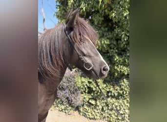 Islandpferd, Stute, 6 Jahre, 132 cm