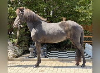 Islandpferd, Stute, 6 Jahre, 132 cm, Rappe