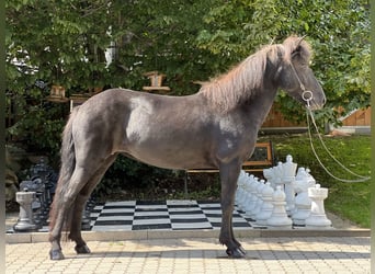 Islandpferd, Stute, 6 Jahre, 132 cm, Rappe