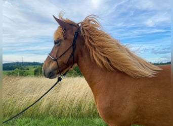 Islandpferd, Stute, 6 Jahre, 134 cm, Fuchs