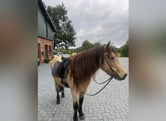 Islandpferd, Stute, 6 Jahre, 136 cm