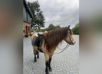 Islandpferd, Stute, 6 Jahre, 136 cm
