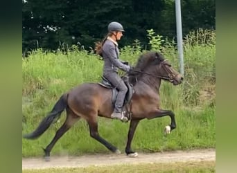 Islandpferd, Stute, 6 Jahre, 137 cm, Dunkelbrauner