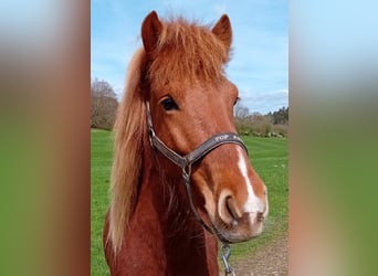 Islandpferd, Stute, 6 Jahre, 137 cm, Fuchs
