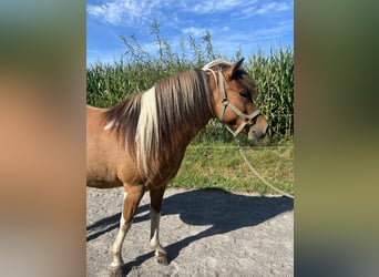 Islandpferd, Stute, 6 Jahre, 137 cm, Schecke