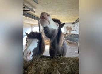 Islandpferd, Stute, 6 Jahre, 138 cm