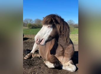 Islandpferd, Stute, 6 Jahre, 138 cm