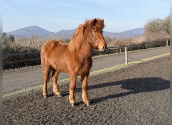 Islandpferd, Stute, 6 Jahre, 138 cm, Fuchs