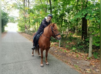Islandpferd, Stute, 6 Jahre, 138 cm, Fuchs
