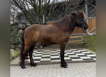 Islandpferd, Stute, 6 Jahre, 138 cm, Rappe