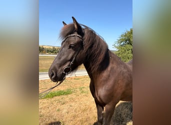 Islandpferd, Stute, 6 Jahre, 138 cm, Rappe