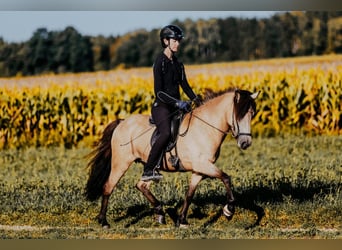 Islandpferd, Stute, 6 Jahre, 139 cm, Buckskin