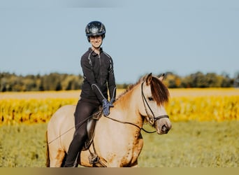 Islandpferd, Stute, 6 Jahre, 139 cm, Buckskin
