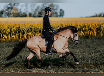 Islandpferd, Stute, 6 Jahre, 139 cm, Buckskin