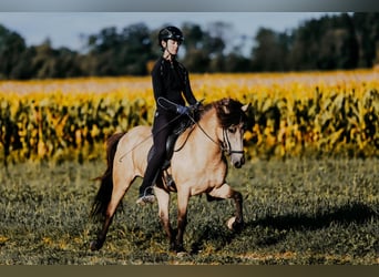 Islandpferd, Stute, 6 Jahre, 139 cm, Buckskin
