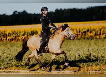 Islandpferd, Stute, 6 Jahre, 139 cm, Buckskin
